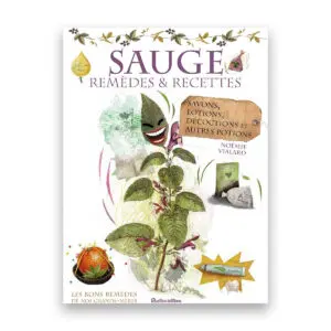 Sauge : remèdes et recettes
