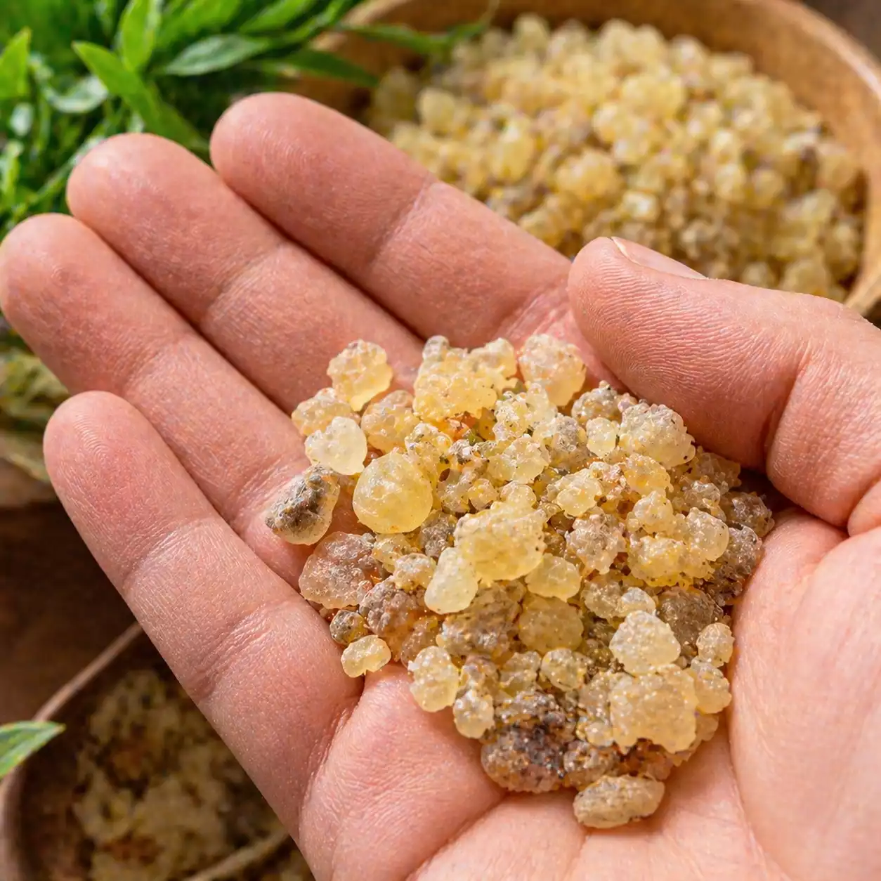 main tenant des grains d encens oliban naturel de qualité pour fumigation